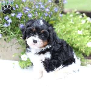 Slade, Cavapoo Puppy